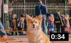 Maxine the Fluffy Corgi